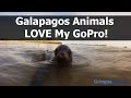 How To Take Animal Pics On Galapagos Islands