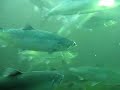 Salmon Ladder, Hiram M. Chittenden Locks