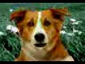 Cane orgoglioso parlante