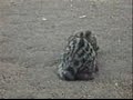 Baby Genet in DR Congo