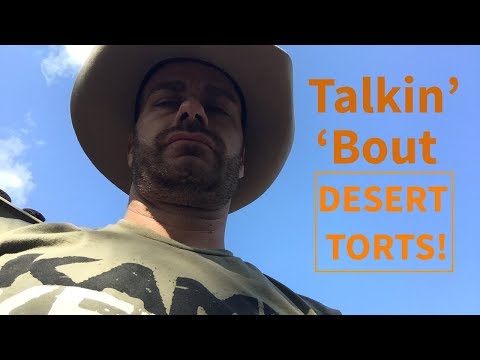 YouTube reptile video