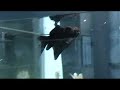 10 Gallon Coldwater Aquarium