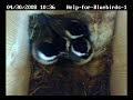 Nestlings ready to fledge!