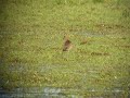 Black-tailed godwit on Port Meadow Black-tailed godwit on Port Meadow