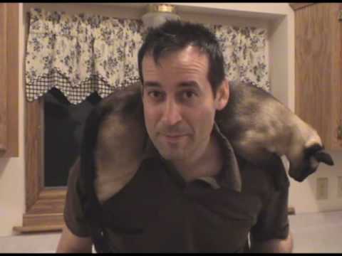 how to administer medicine to a cat