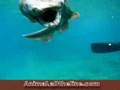 prehistoric shark