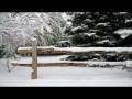 videos de snow