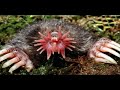 New Scientist video round-up New Scientist video round-up