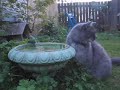 うたう猫動画