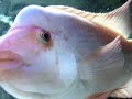 Rich - Joe D and King's Red Devil Cichlid
