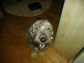videos de Tilda Min Hund.wmv