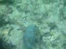 Spotted Puffer swimming at Honaunau, Hawaii May 2008 Spotted Puffer swimming at Honaunau, Hawaii May 2008