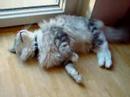 athos maine coon cat athos maine coon cat