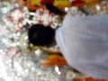 Sandha Aroti Puja 2009