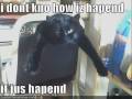 Caturday XIV