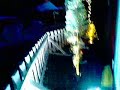 North Pole Experience Dublin .mp4