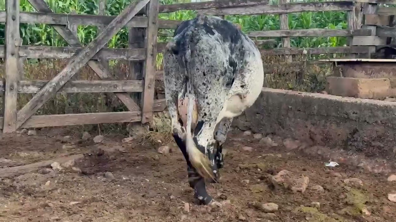 LOTE 62 - 01 VACA (BARROSA) 1/2 SANGUE; 4° CRIA; PROD.: 16KG
