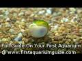 Snails Aquarium (Instructional Beginners Guide) Snails Aquarium (Instructional Beginners Guide)
