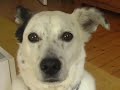 Liedermacher sein Sohn - Mein Freund der Hund
