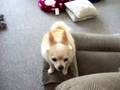 videos de Klondike