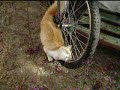 Buji excitada por una rueda / Buji is turned on by a wheel