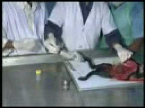 how to isolate brucella