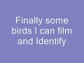 California Bird Watching