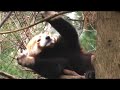 Red Panda 2