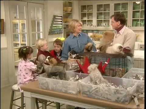 how to care pets