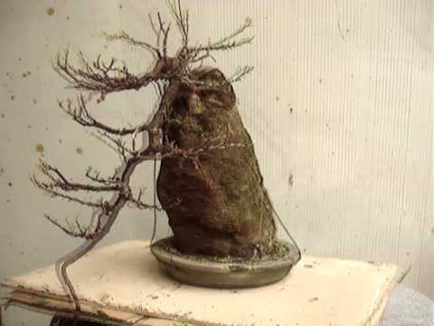 how to fertilize european weeping larch tree