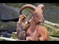 من أجمل الصور للحيوانات الطريفة. رااااائع