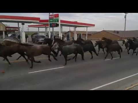2014 NAID Running of the Horses