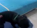 crazy chihuahua dog