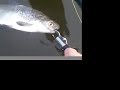 6 2 07 Blueback Herring, Alewife, or Gizzard Shad?? 6 2 07 Blueback Herring, Alewife, or Gizzard Shad??