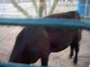 My steers