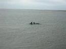 Kiawah Dolphins