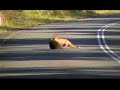 A fox attempting to take down a large wallaby at Port Stephens, NSW.