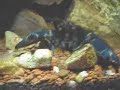 Cherax Hoa Creek