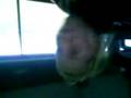 videos de Amy Cadets