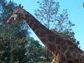 Melbourne Zoo