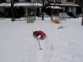 Click here to watch this video 犬の雪上くんくんゲーム