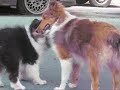 A Ursa e a Raposinha