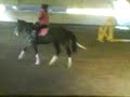 Bonnie jumping 4ft Bonnie jumping 4ft