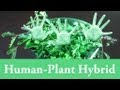 Human-Plant Hybrid (Genetic Engineering at Home)
