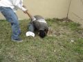 Samoan Drop