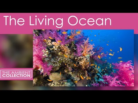 Underwater DVD- The Living Ocean - Relaxing Scenes of the Underwater World