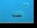 Marlborough Project-Spearfishing Marlborough Project-Spearfishing