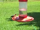 Baby Hummingbird