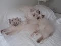 BIRMAN CAT:MEDEA 22 JUNE 2008