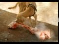 Cães